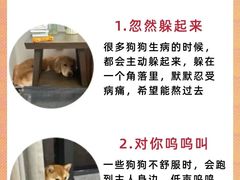 -瑞派天使宠物医院·神经外科·骨科·核磁CT(洛川中路店)