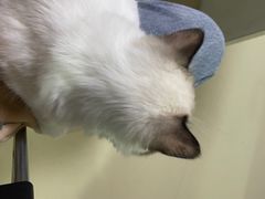 -特一安24小时宠物医院·骨科·中兽医