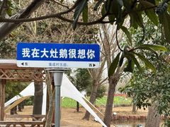 -大队长大灶鹅