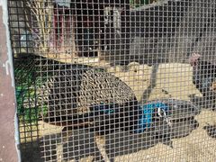 -合肥滨湖国家森林公园