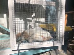 -喵屿·大理花园猫咖