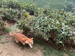 -帐篷客·溪龙茶谷度假酒店