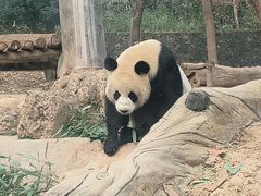 -都江堰中华大熊猫苑