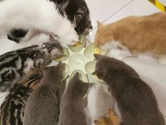 -三花喵·撸猫购宠·宠物生活馆(虹桥南丰城店)