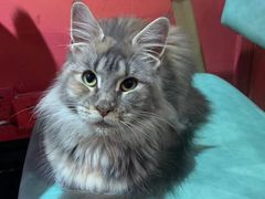 -猫色咖啡·猫咖