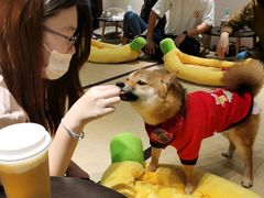 -逗柴咖啡屋·狗咖猫咖宠物桌游