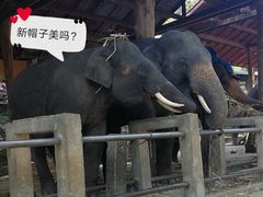 -清迈夜间动物园