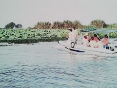 -洪湖生态旅游区