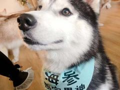 -Husky Go! 哈士奇体验馆·宠物咖啡厅狗咖