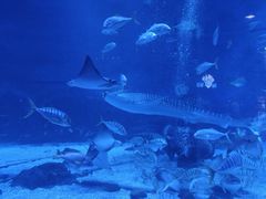 -烟台海昌鲸鲨海洋公园