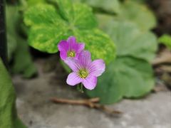-小洲村