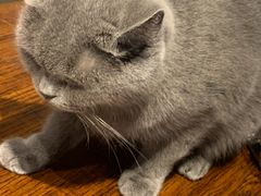 -猫咪咖啡·猫咖(万达广场店)