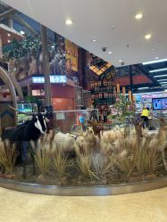 -卡通尼·Safari非洲探索乐园·生日会(金桥国际商业广场店)