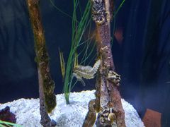 -西雅图水族馆