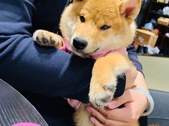 -逗柴咖啡屋·狗咖猫咖宠物桌游