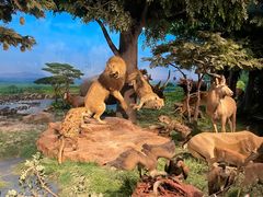 -国家自然博物馆