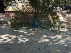 -瑞丽独树成林风景区