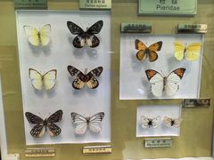 -上海昆虫博物馆