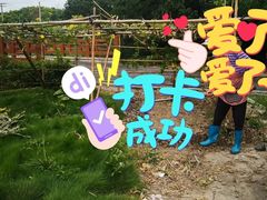 -马陆小张葡萄园农家乐