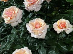 -人民公园(罗湖区)