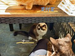 -喵屿·大理花园猫咖