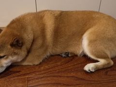 -申普宠物医院·心脏介入·心血管微创(总院)