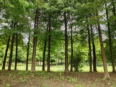 -西山漾湿地公园