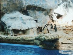 -帝企鹅自助餐厅•儿童岛•真企鹅(长隆企鹅酒店)