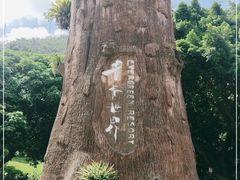 -青青世界