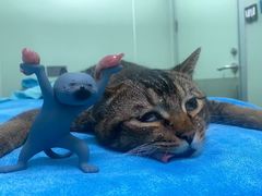 -东莞宠友24H宠物中心医院·转诊夜诊·异宠(新河北路院)