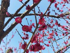 -香雪海