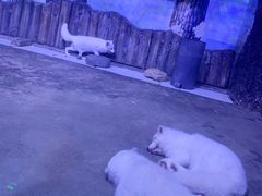 -芜湖新华联大白鲸海洋公园