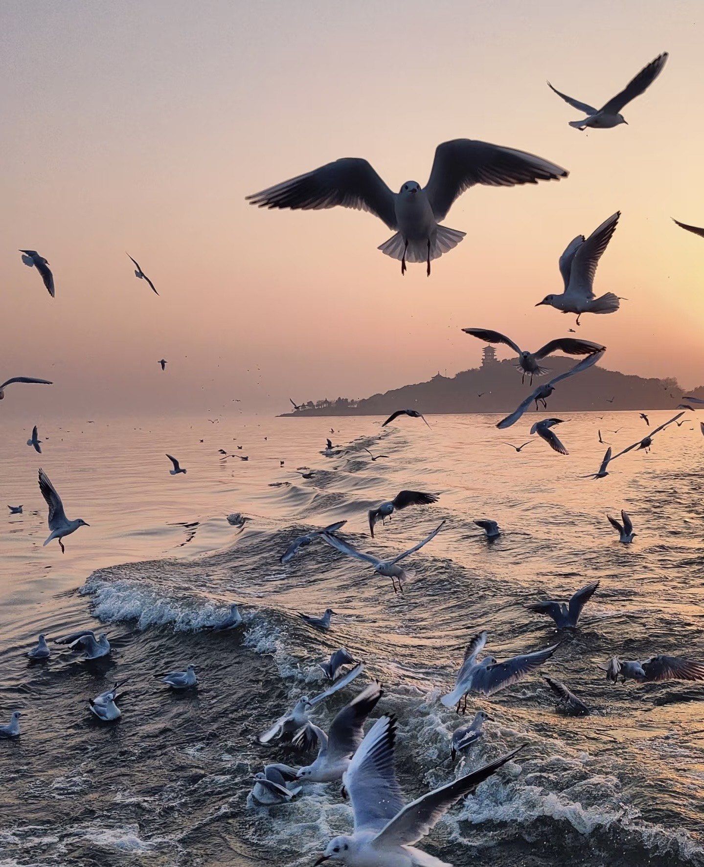 天天领红包几年后的某一天 海鸥真的不再眷恋大海