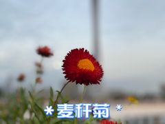 -二沙岛艺术公园