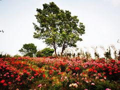 -大塘金香草谷