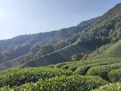 -龙坞茶村