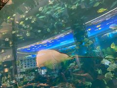 -瑞德姆美人鱼海底演艺主题餐厅(亚龙湾店)