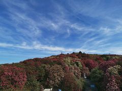 -贵州百里杜鹃风景名胜区