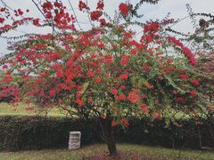 -中国科学院西双版纳热带植物园