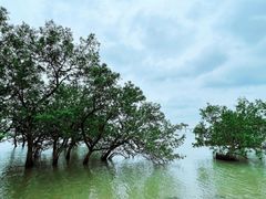 -宝安西湾红树林湿地公园
