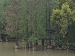 -海珠湖公园