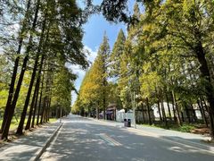 -日照海滨国家森林公园