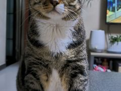 -天使宠物医院·犬猫分诊(彩虹店)