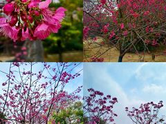 -天适樱花悠乐园