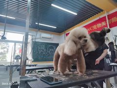 -优缇多格专业宠物美容师培训学校