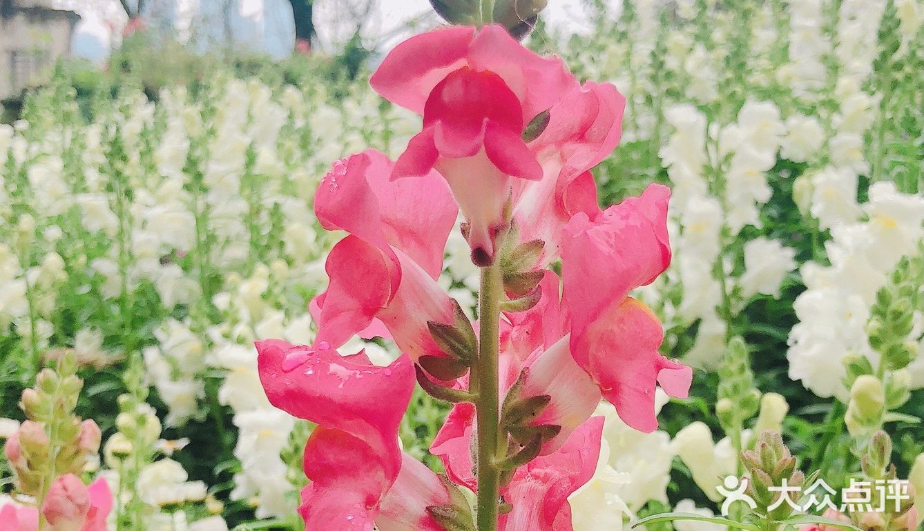 废墟中的烂漫花园[玫瑰][凋谢]