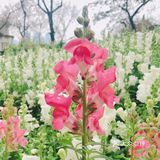 废墟中的烂漫花园[玫瑰][凋谢]