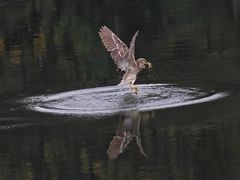 -重庆彩云湖湿地公园