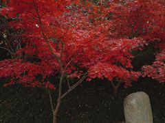 -水绘园