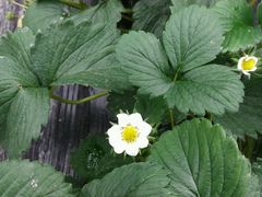 -青浦采草莓天天草莓园